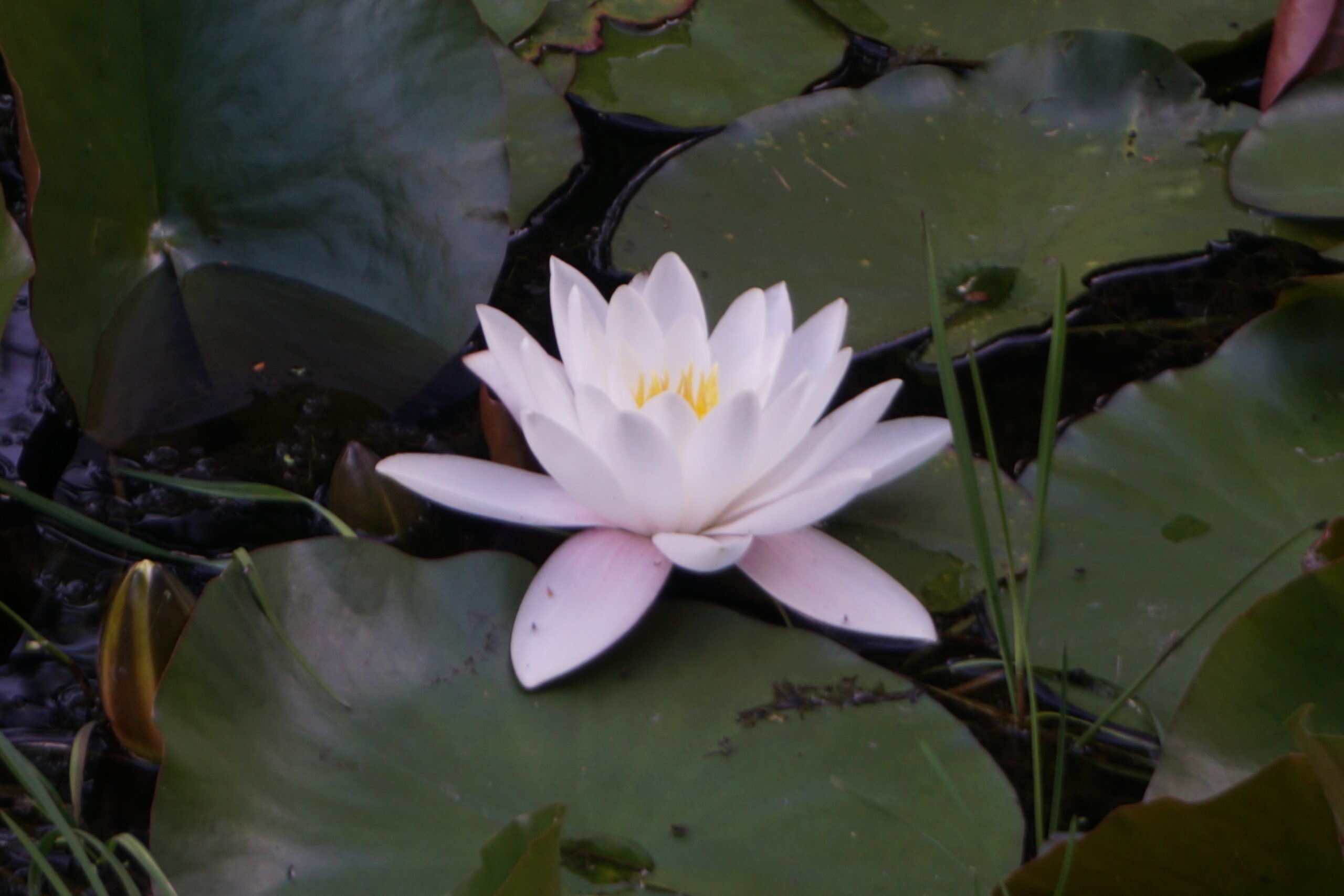 White Water-Lily (Nymphaea alba), Forest of Fontainebleau