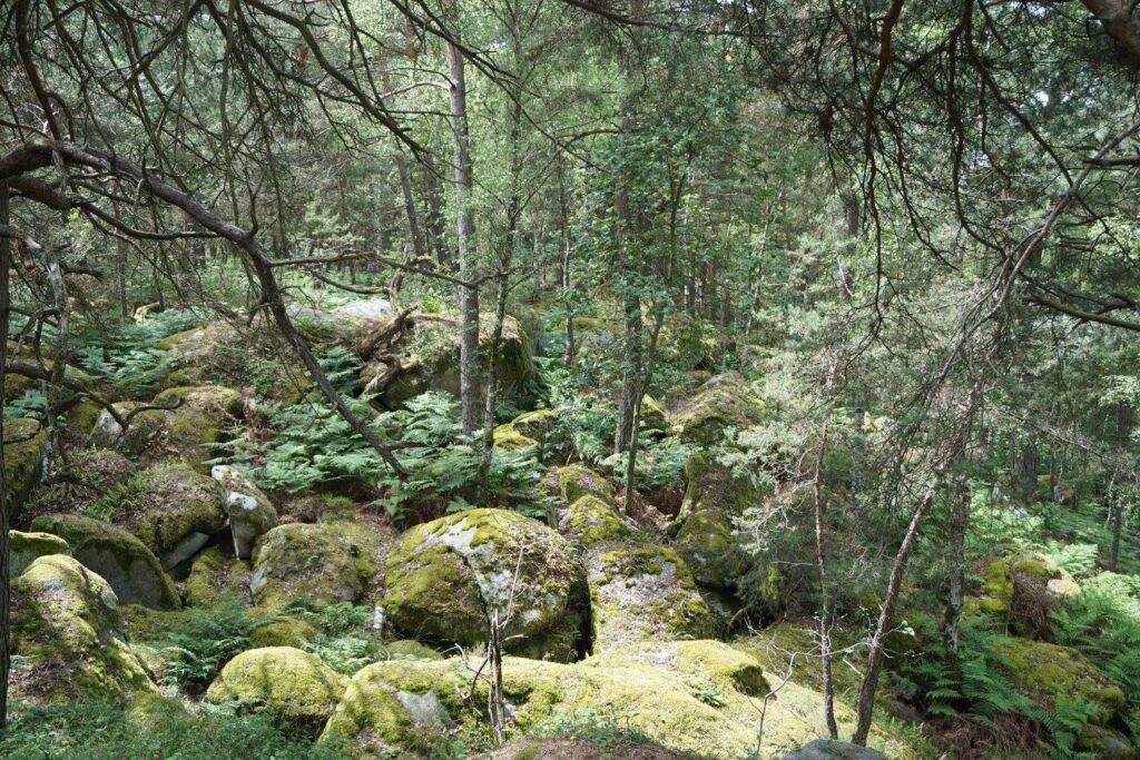 Forest of Fontainebleau. Ile de France