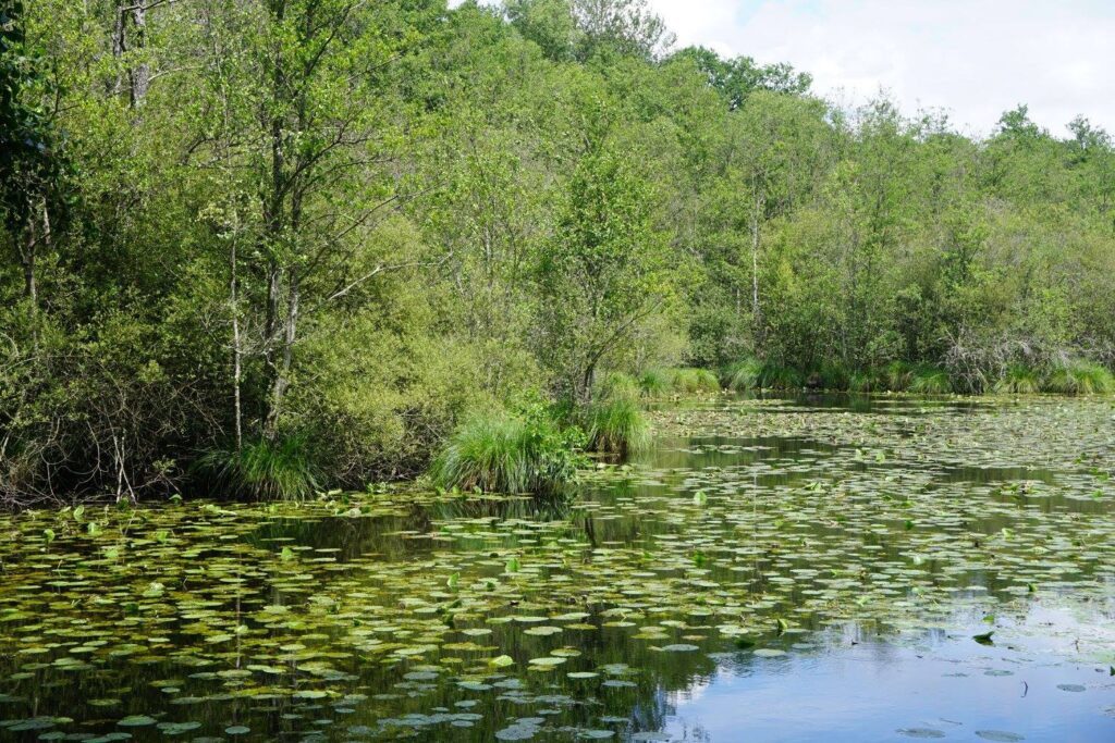 Etang d Angennes, Rambouillet