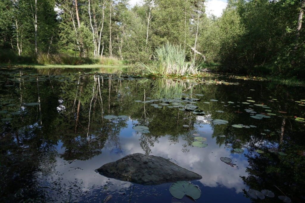 Mare a Piat, Foret de Fontainebleau