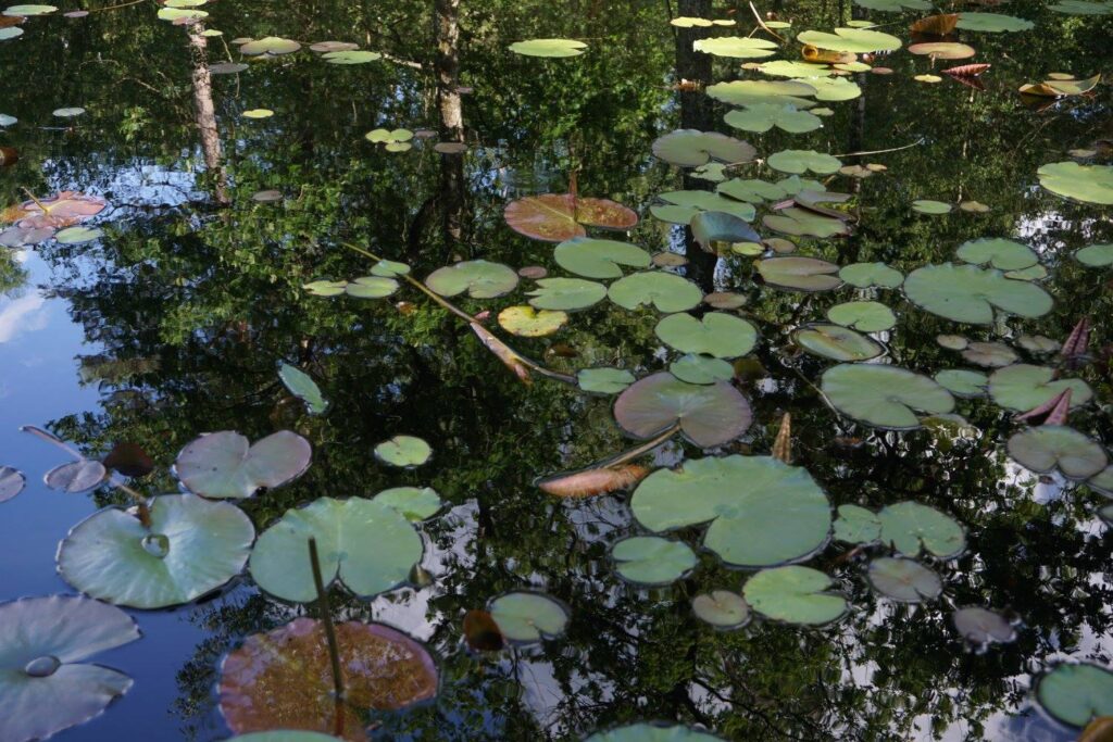 Pond Forest of Fontainebleau