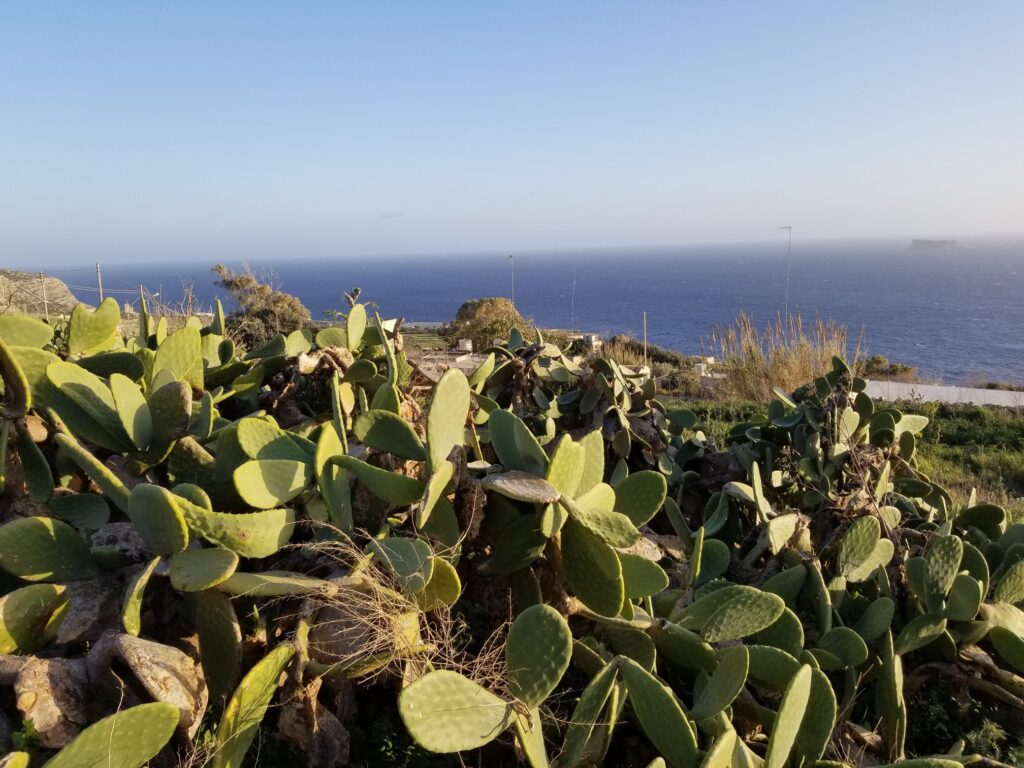 Prickly pear