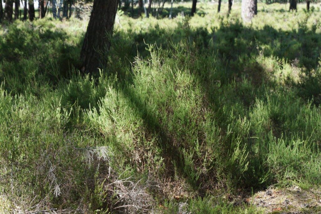 Rambouillet forest