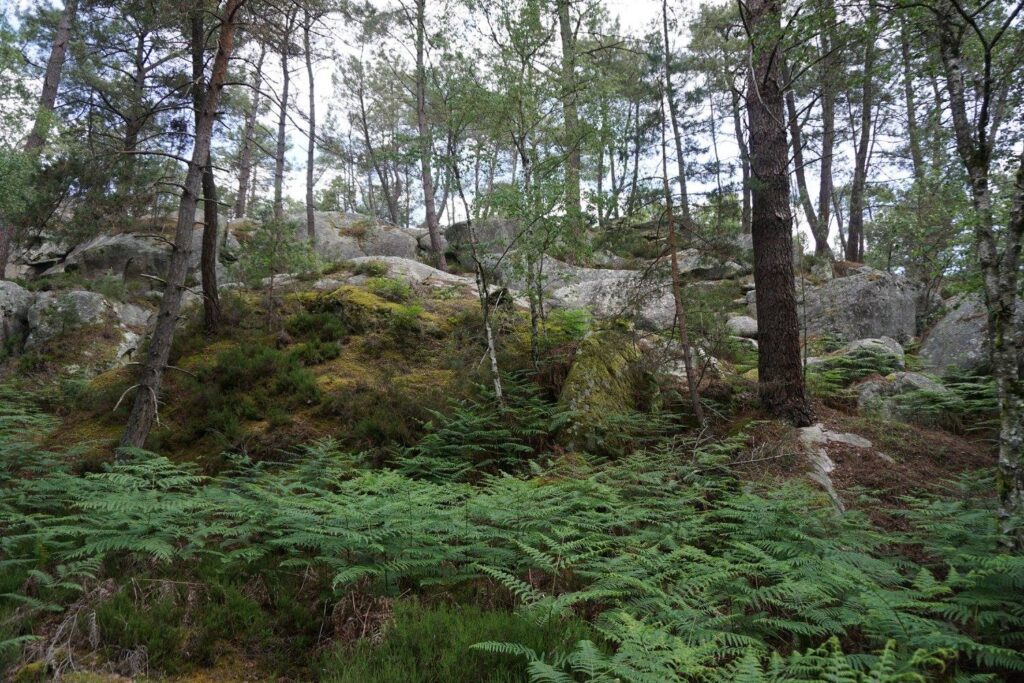 Mont Aigu, La Foret de Fontainebleau