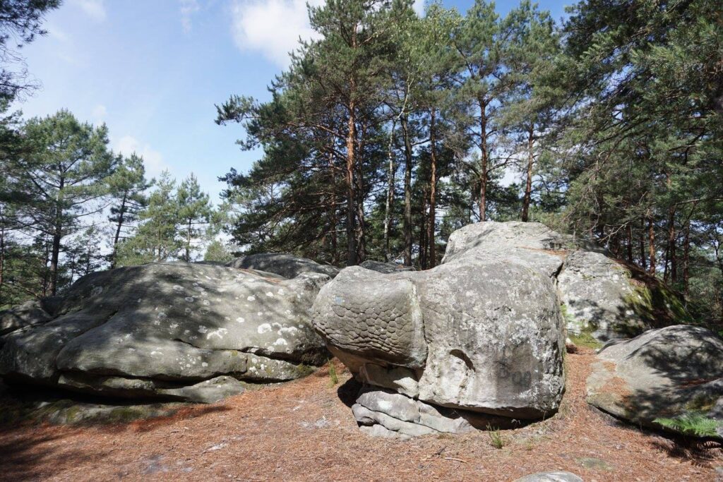 Sharp Hill Forest of Fontainebleau