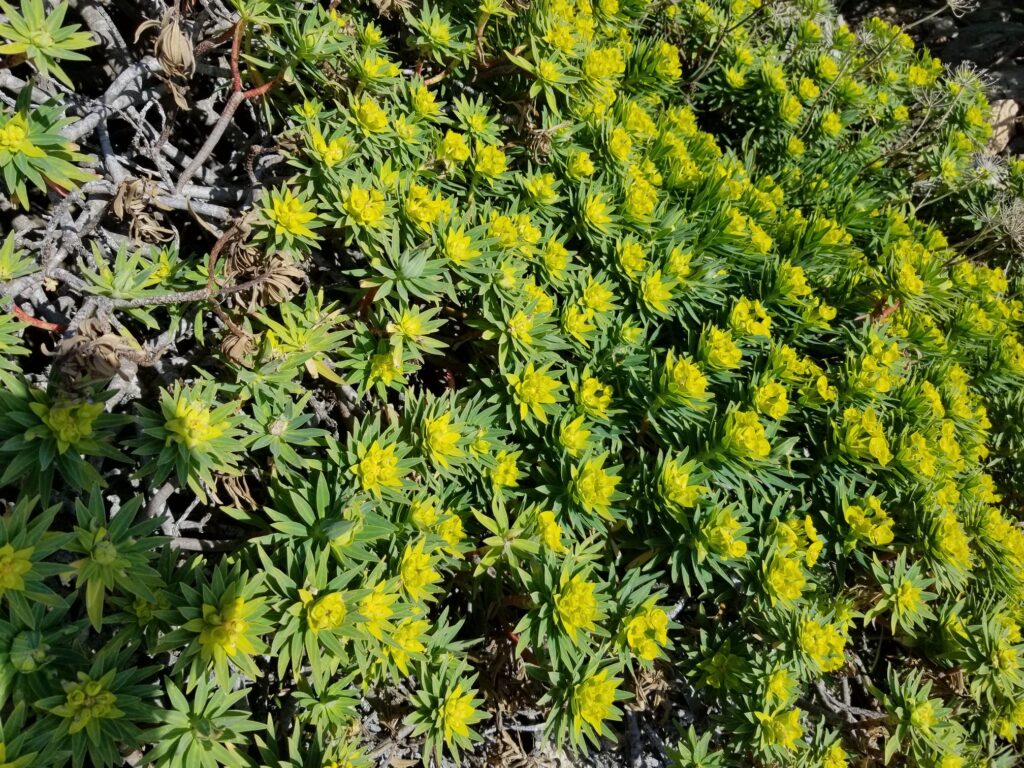 Maltese milkweed (Euphorbia melitensis)