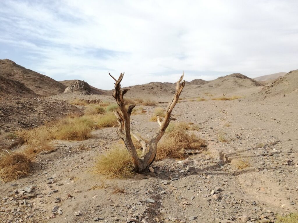 Negev desert flora