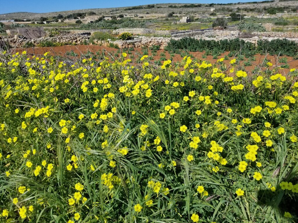 African wood-sorrel, Oxalis pes-caprae, Malta