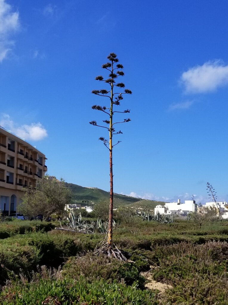 Agave, Malta