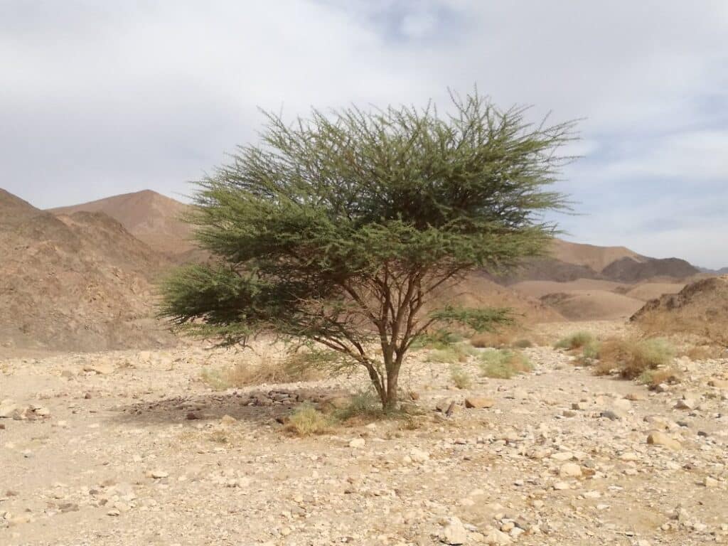 Accacia tree Negev