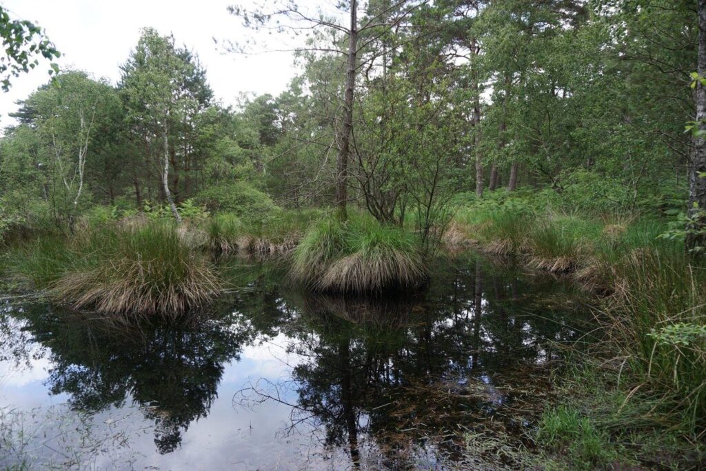 Mare aux Pigeons, Forest of Fontainebleau
