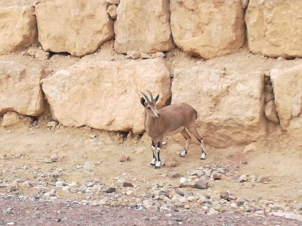 Nubian ibex (Capra nubiana)