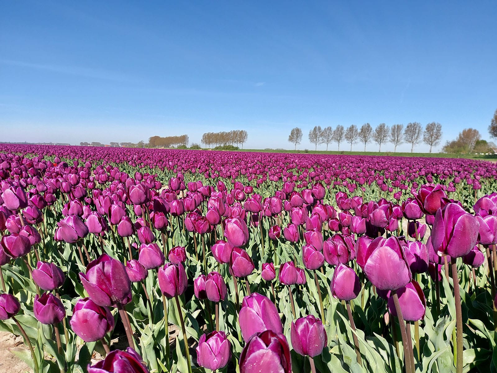 GR 5 Trail Netherlands
