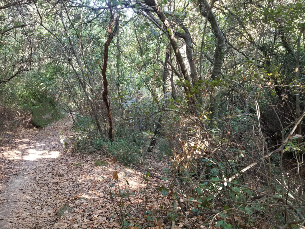 Arkudilas Trail