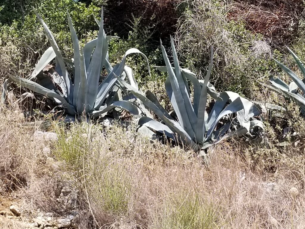 American agave, Corfu