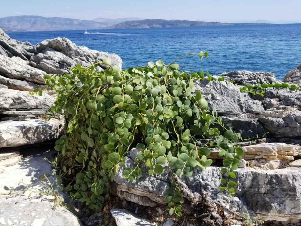 Caper Corfu