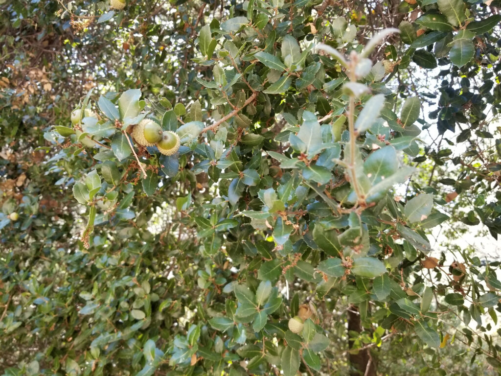 Quercus Coccifera