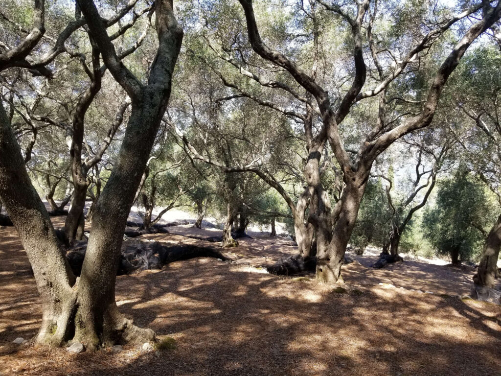 olive trees, Corfu, Greece
