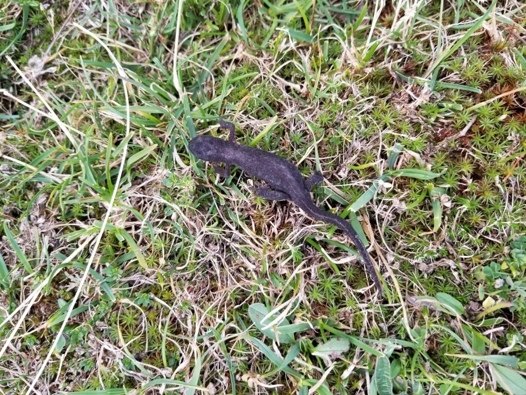 Black or mountain salamander