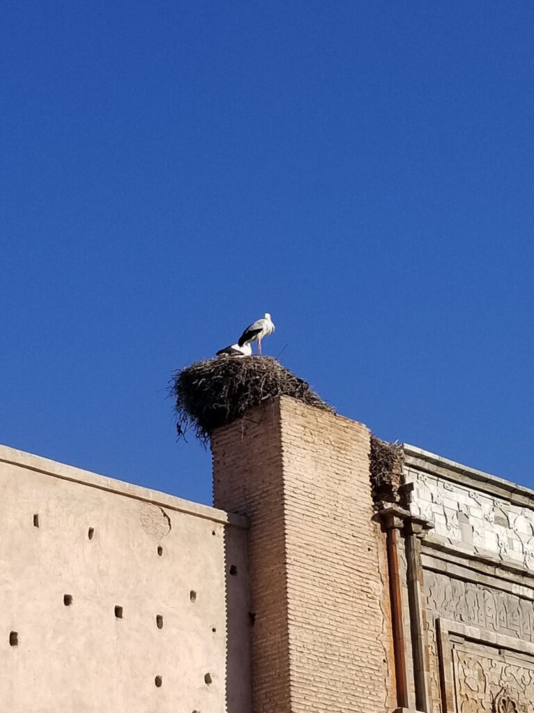 Storks in Moroccan culture