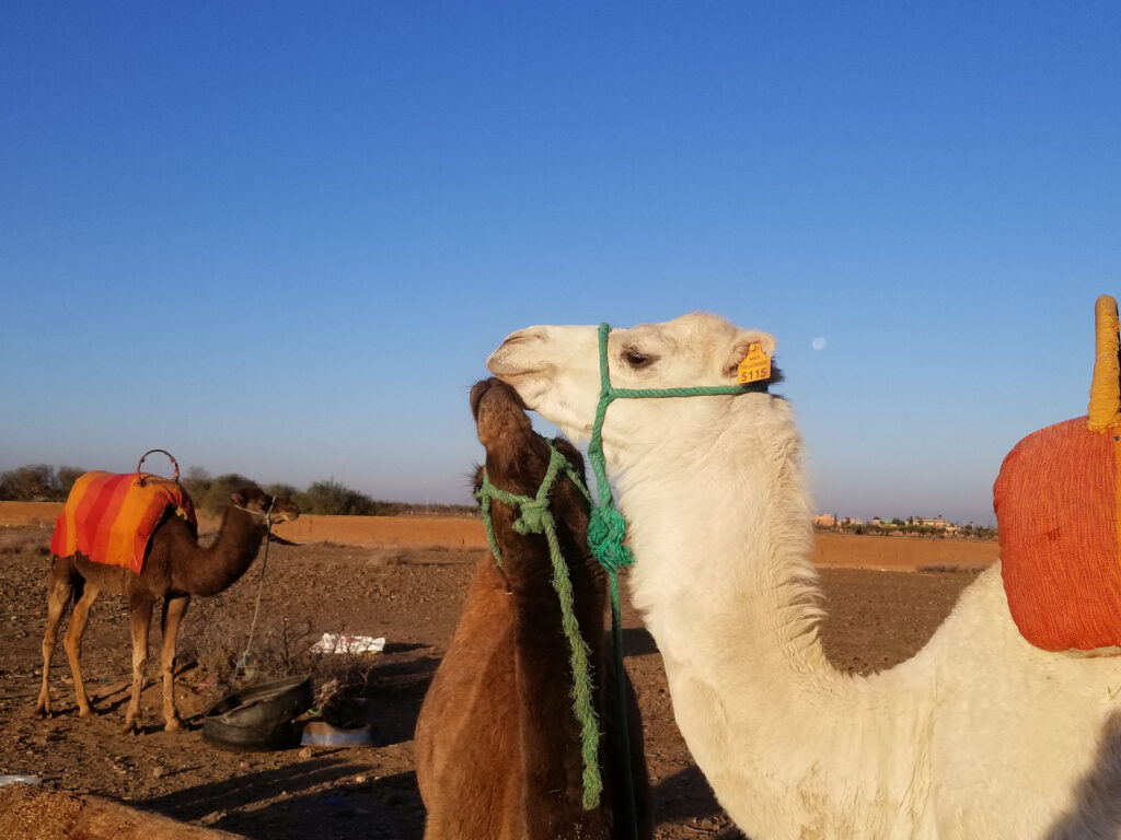 Camels ridding in Morocco