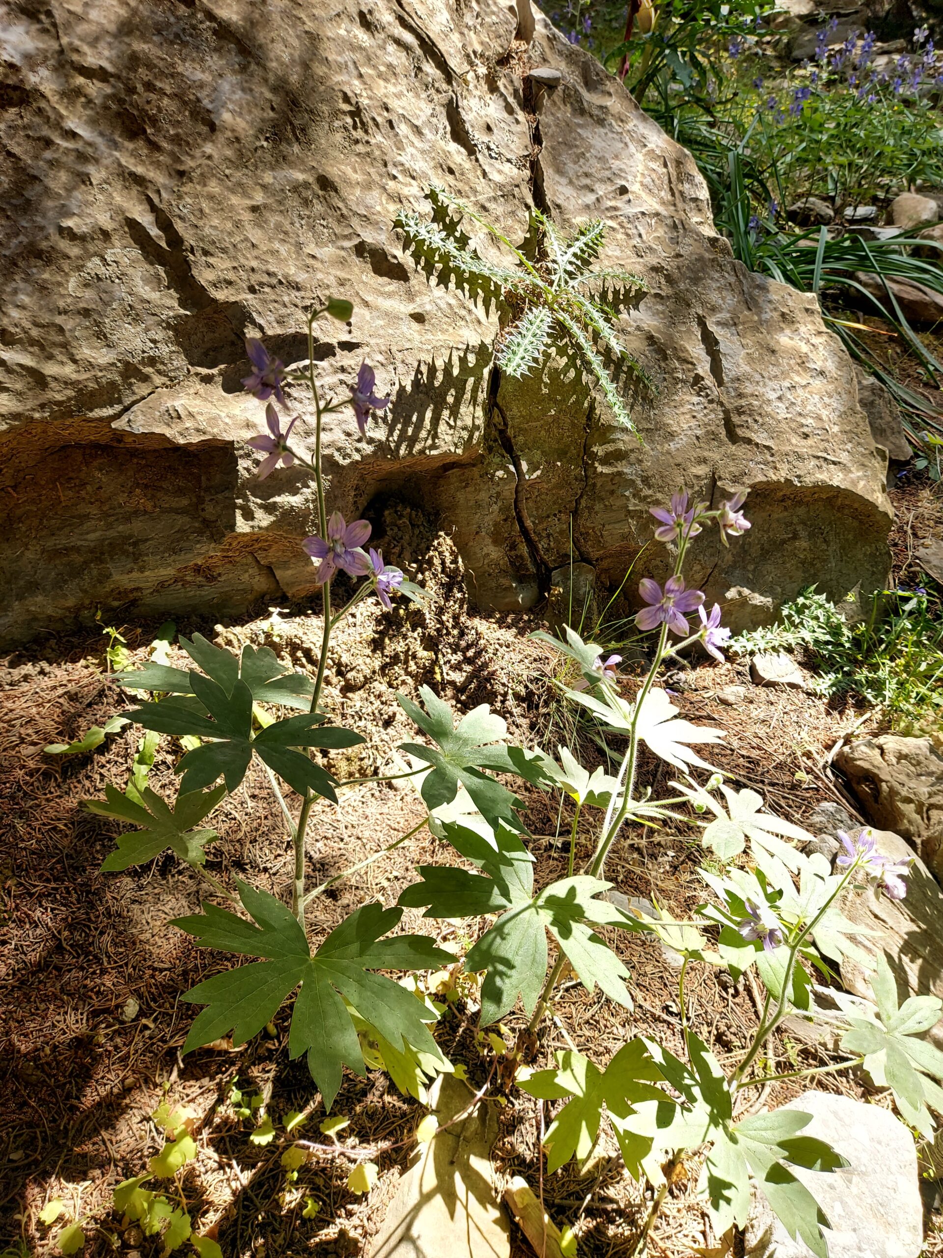 Delphinium Crete