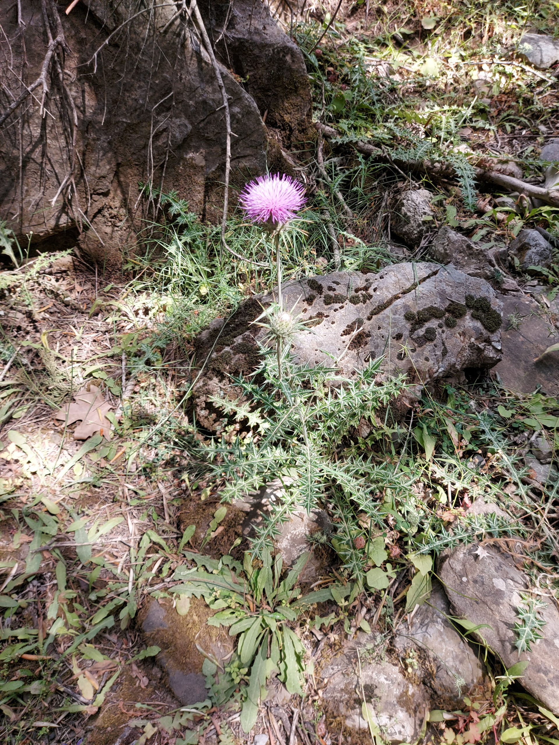 Woolly Distaff Thistle