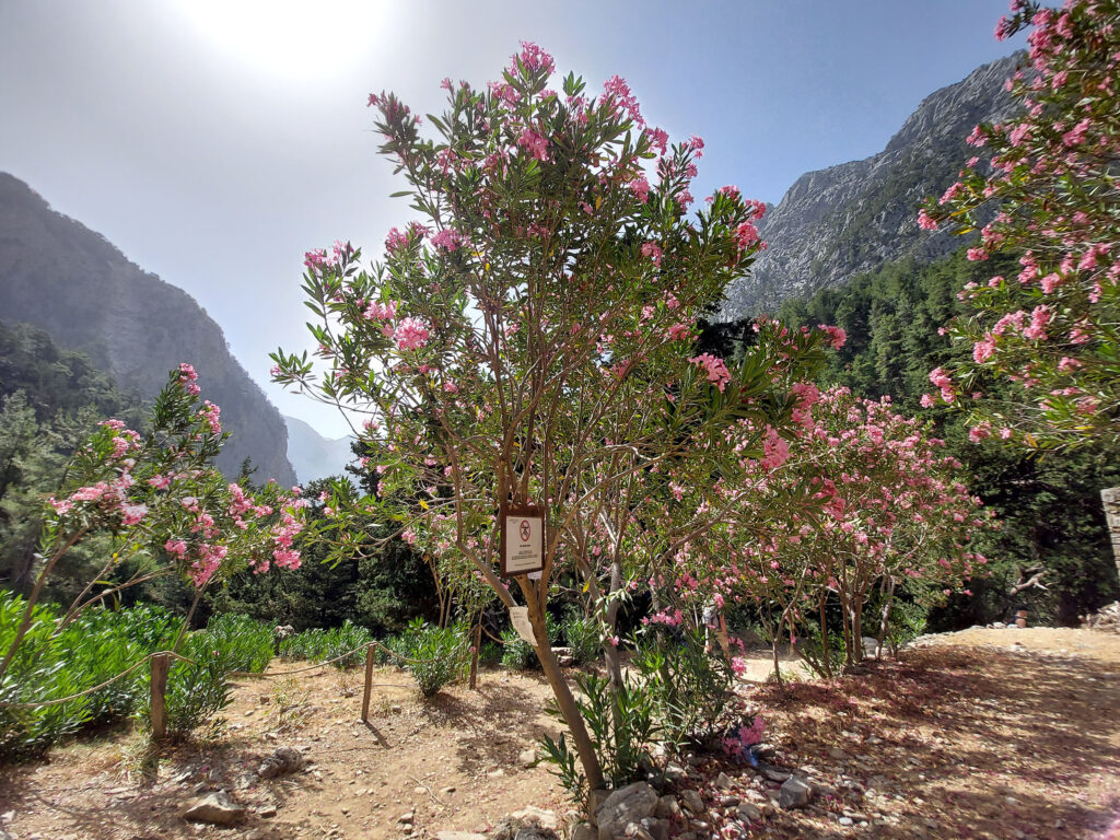 Oleander Crete