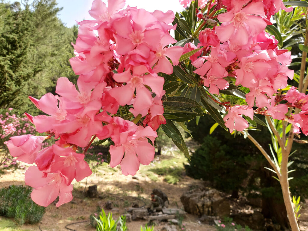 Pink oleander