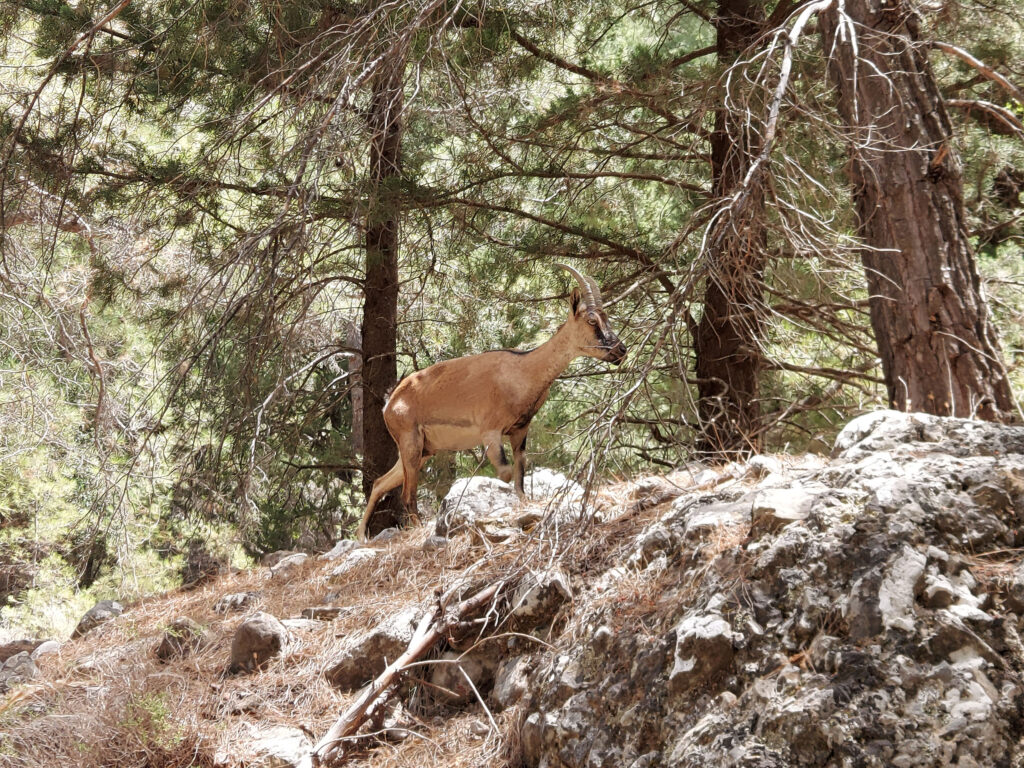 Kri-Kri goat Crete