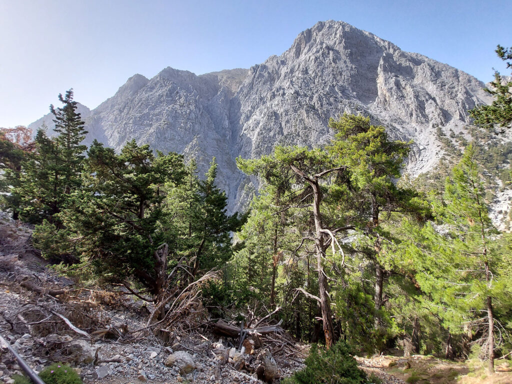 Cretan cypress