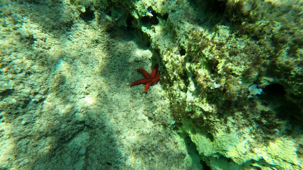 Red star