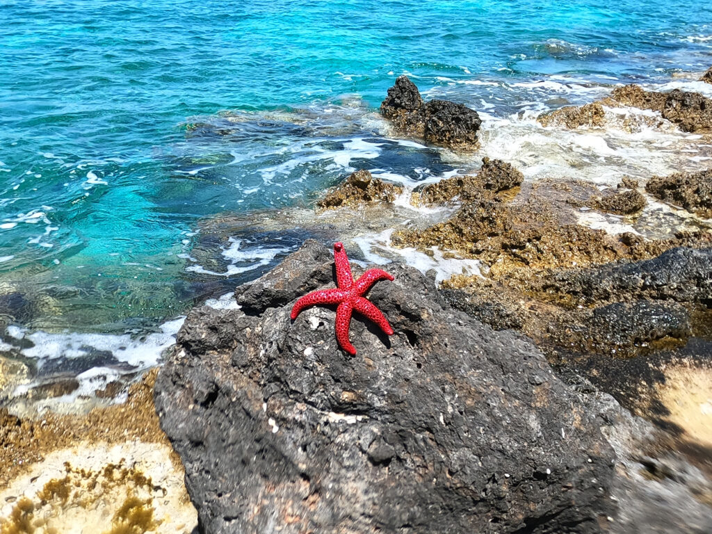 Star fish