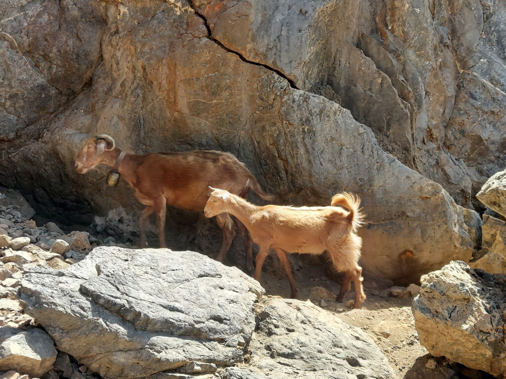 Goats of Crete