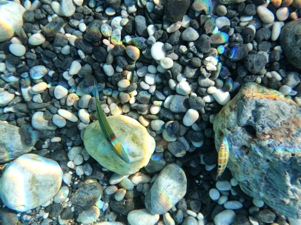 Mediterranean rainbow wrasse