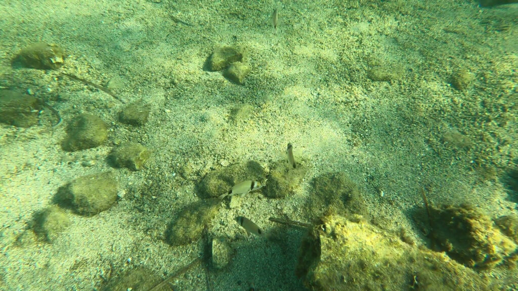 Banded seabream or Diplodus vulgaris