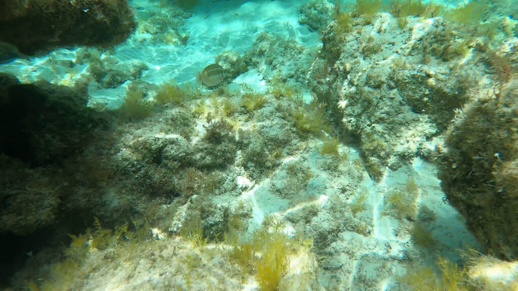 The Mediterranean Rainbow Wrasse in Crete