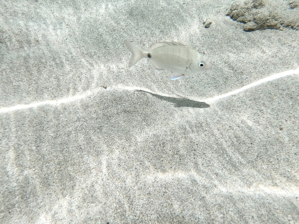 Anular seabream Crete