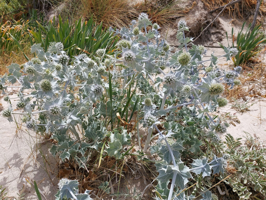 Eryngium maritimum Crete
